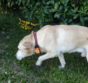 chien avec la mini-balises Smartchasse